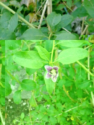 goji.jpg (135.75 KiB) Osservato 1944 volte goji.jpg