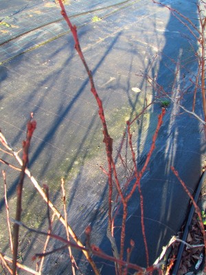 IMG_1758_piccola.jpg (243.54 KiB) Osservato 1281 volte IMG_1758_piccola.jpg