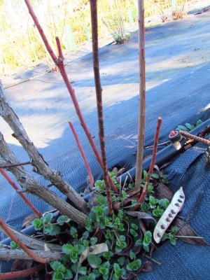 IMG_1768_piccola.jpg (234.49 KiB) Osservato 1281 volte IMG_1768_piccola.jpg