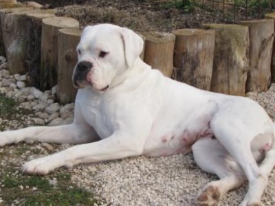 Perla.jpg (37.24 KiB) Osservato 3208 volte Perla.jpg