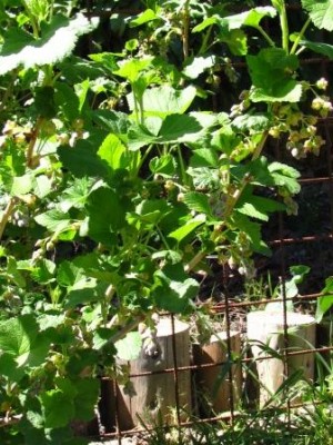 ribes nero.jpg (59.79 KiB) Osservato 1590 volte ribes nero.jpg