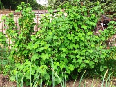 ribes rosso di 4 anni.jpg (67.1 KiB) Osservato 1282 volte ribes rosso di 4 anni.jpg