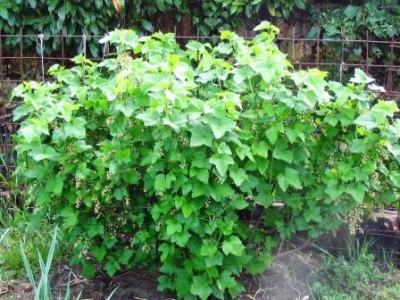ribes nero di 7 anni.jpg (59.04 KiB) Osservato 1282 volte ribes nero di 7 anni.jpg
