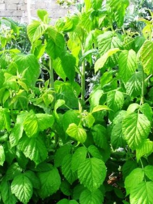 fruttificazione sia estiva che autunnale / polloni basali dei lamponi rifiorenti.jpg polloni basali dei lamponi rifiorenti.jpg