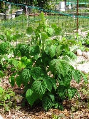fruttificazione solo autunnale / polloni basali dei lamponi rifiorenti 2.jpg polloni basali dei lamponi rifiorenti 2.jpg