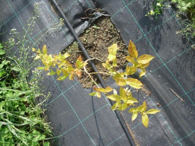 SAM_2971.JPG (209.9 KiB) Osservato 3675 volte SAM_2971.JPG