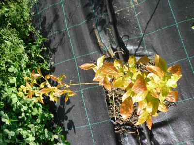 SAM_2969.JPG (172.49 KiB) Osservato 3675 volte SAM_2969.JPG