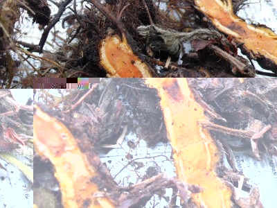 Sezione radice  .jpg (151.07 KiB) Osservato 1424 volte Sezione radice  .jpg