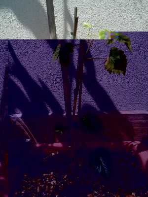 IMG-20160528-WA0001-600x800.jpg (203.39 KiB) Osservato 2346 volte IMG-20160528-WA0001-600x800.jpg