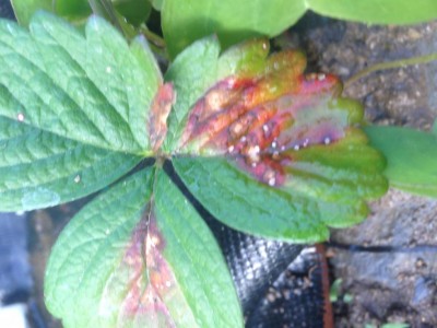 image.jpeg (79.41 KiB) Osservato 1166 volte image.jpeg