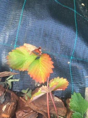 image.jpeg (152.81 KiB) Osservato 1166 volte image.jpeg