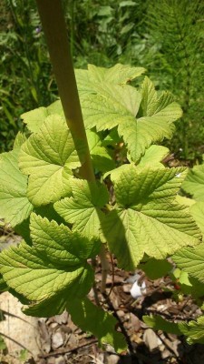 13327342_10208310458031343_2670677557323131297_n.jpg (91.48 KiB) Osservato 1331 volte 13327342_10208310458031343_2670677557323131297_n.jpg