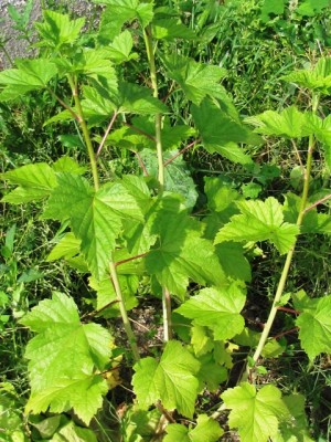 ribes nero.jpg (268.6 KiB) Osservato 1259 volte ribes nero.jpg