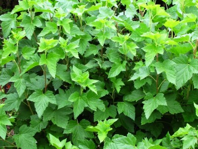 ribes nero adulto.jpg (246.49 KiB) Osservato 1259 volte ribes nero adulto.jpg