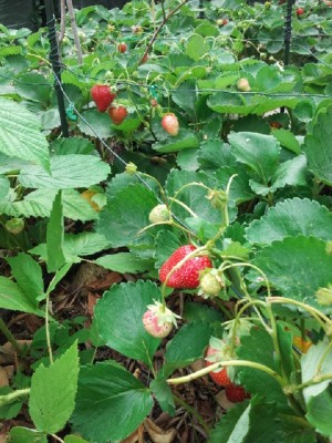 fragole sistema anti limaccia.jpg (219.11 KiB) Osservato 1355 volte fragole sistema anti limaccia.jpg