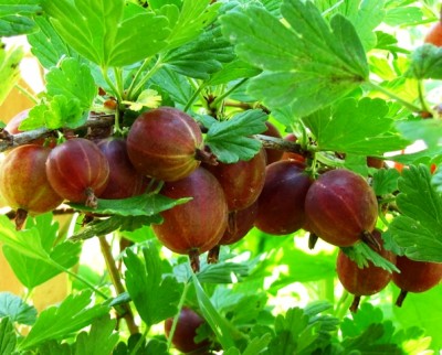 uva spina.jpg (193.37 KiB) Osservato 1284 volte uva spina.jpg