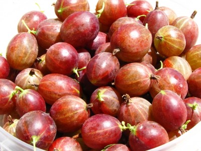 uva spina rossa.jpg (197.61 KiB) Osservato 1284 volte uva spina rossa.jpg