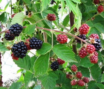 IMG_6260.JPG (214.02 KiB) Osservato 1246 volte IMG_6260.JPG