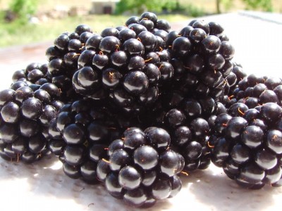 IMG_6252.JPG (174.96 KiB) Osservato 1246 volte IMG_6252.JPG