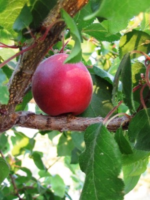 biricoccolo.jpg (188.1 KiB) Osservato 1372 volte biricoccolo.jpg