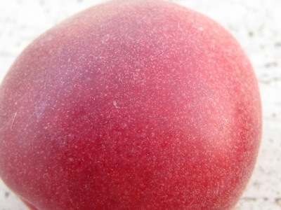 biricoccolo 3.jpg (158.46 KiB) Osservato 1332 volte biricoccolo 3.jpg