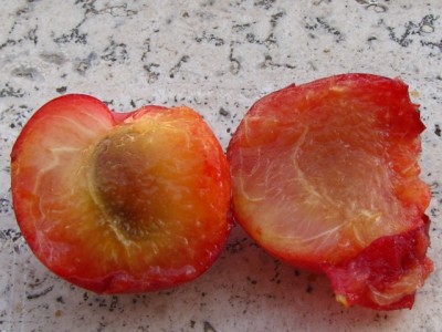 biricoccolo 4.jpg (167.68 KiB) Osservato 1332 volte biricoccolo 4.jpg