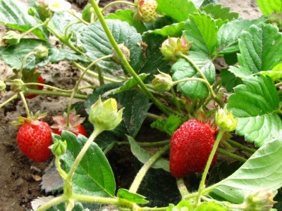 fragola rifiorente.jpg (222 KiB) Osservato 2014 volte fragola rifiorente.jpg