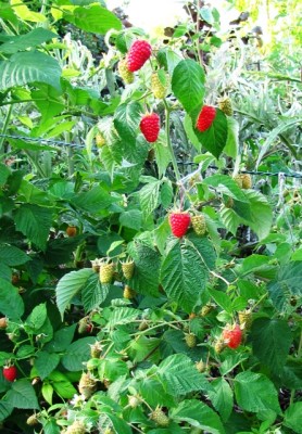 lampone rosso rifiorente.jpg (255.02 KiB) Osservato 1301 volte lampone rosso rifiorente.jpg