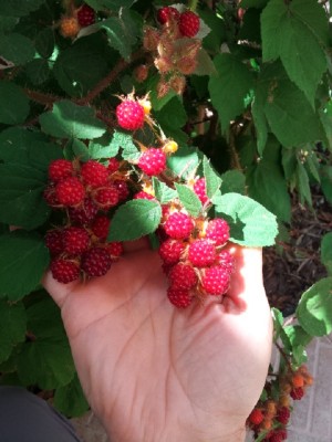 IMG-20160709-WA0006.jpg (149.39 KiB) Osservato 1330 volte IMG-20160709-WA0006.jpg