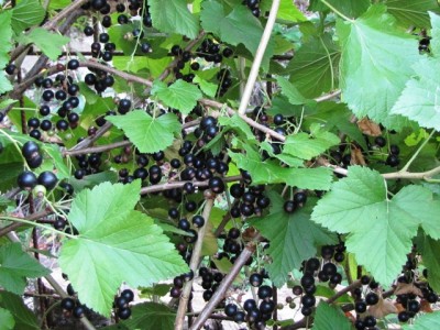 ribes nero.jpg (237.5 KiB) Osservato 1313 volte ribes nero.jpg