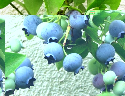 mirtilli.jpg (173.24 KiB) Osservato 1324 volte mirtilli.jpg