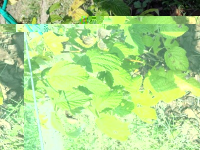 20160709_161713 (Medium).jpg (162.31 KiB) Osservato 1304 volte 20160709_161713 (Medium).jpg