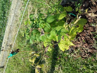 20160709_161707 (Medium).jpg (189.48 KiB) Osservato 1304 volte 20160709_161707 (Medium).jpg