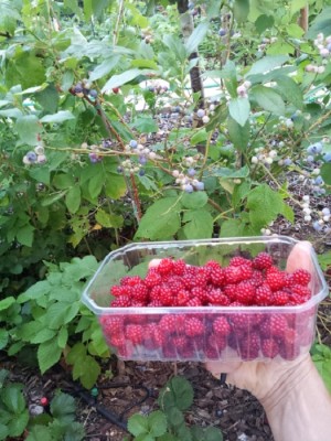 IMG-20160717-WA0016.jpg (183.15 KiB) Osservato 1333 volte IMG-20160717-WA0016.jpg