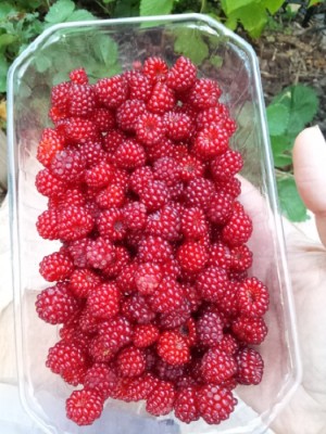 IMG-20160717-WA0018.jpg (176.21 KiB) Osservato 1333 volte IMG-20160717-WA0018.jpg