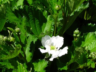 mora rifiorente Reuben.jpg (184.09 KiB) Osservato 1245 volte mora rifiorente Reuben.jpg