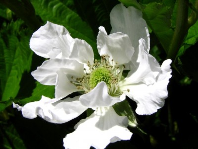 mora rifiorente Reuben - il fiore.jpg (124.05 KiB) Osservato 1245 volte mora rifiorente Reuben - il fiore.jpg