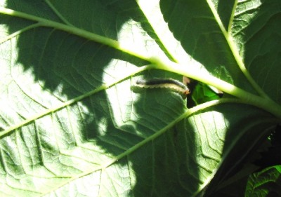 il bruco.jpg (163.81 KiB) Osservato 1240 volte il bruco.jpg