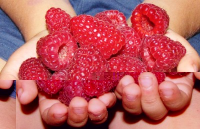 IMG_6553.JPG (110.93 KiB) Osservato 1182 volte IMG_6553.JPG