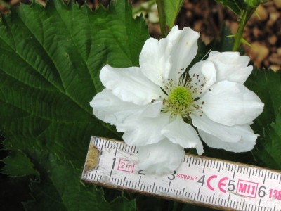 mora rifiorente Reubenjpg.jpg (156.42 KiB) Osservato 1259 volte mora rifiorente Reubenjpg.jpg