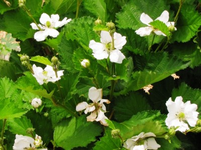 mora rifiorente Reuben 1jpg.jpg (198.73 KiB) Osservato 1259 volte mora rifiorente Reuben 1jpg.jpg