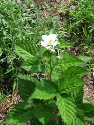 IMG_6592.JPG (248.83 KiB) Osservato 1233 volte IMG_6592.JPG