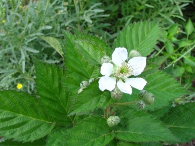 IMG_6586.JPG (159.18 KiB) Osservato 1233 volte IMG_6586.JPG