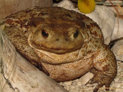 IMG_6600.JPG (180.38 KiB) Osservato 1206 volte IMG_6600.JPG