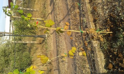 20160802_192116.jpg (182.62 KiB) Osservato 1078 volte 20160802_192116.jpg