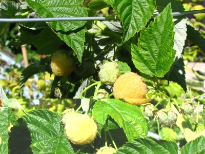 lamponi gialli rifiorenti.jpg (228.05 KiB) Osservato 1169 volte lamponi gialli rifiorenti.jpg