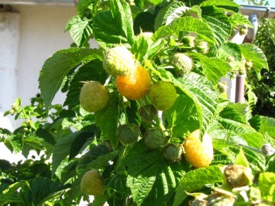 lamponi gialli rifiorenti 2.jpg (224.89 KiB) Osservato 1169 volte lamponi gialli rifiorenti 2.jpg