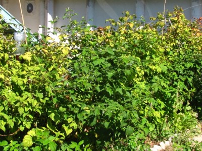 lamponi uniferi prima della potatura.jpg (294.13 KiB) Osservato 1168 volte lamponi uniferi prima della potatura.jpg