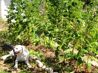 lamponi uniferi dopo la potatura.jpg (316.96 KiB) Osservato 1168 volte lamponi uniferi dopo la potatura.jpg