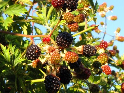 mora Thornless Evergreen.jpg (229.42 KiB) Osservato 1146 volte mora Thornless Evergreen.jpg